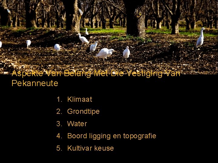 Aspekte Van Belang Met Die Vestiging Van Pekanneute 1. Klimaat 2. Grondtipe 3. Water