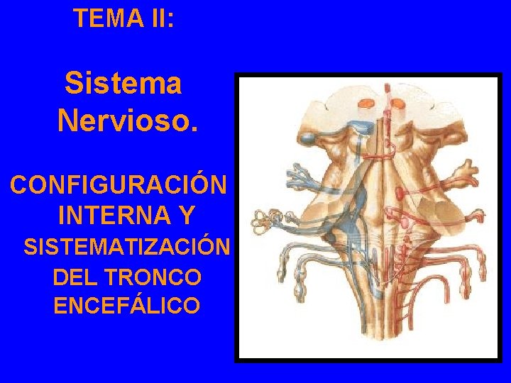 TEMA II: Sistema Nervioso. CONFIGURACIÓN INTERNA Y SISTEMATIZACIÓN DEL TRONCO ENCEFÁLICO 