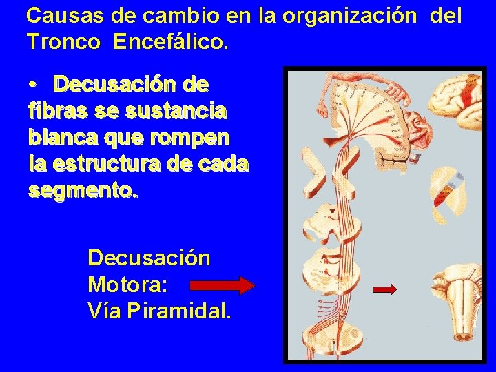 Causas de cambio en la organización del Tronco Encefálico. • Decusación de fibras se