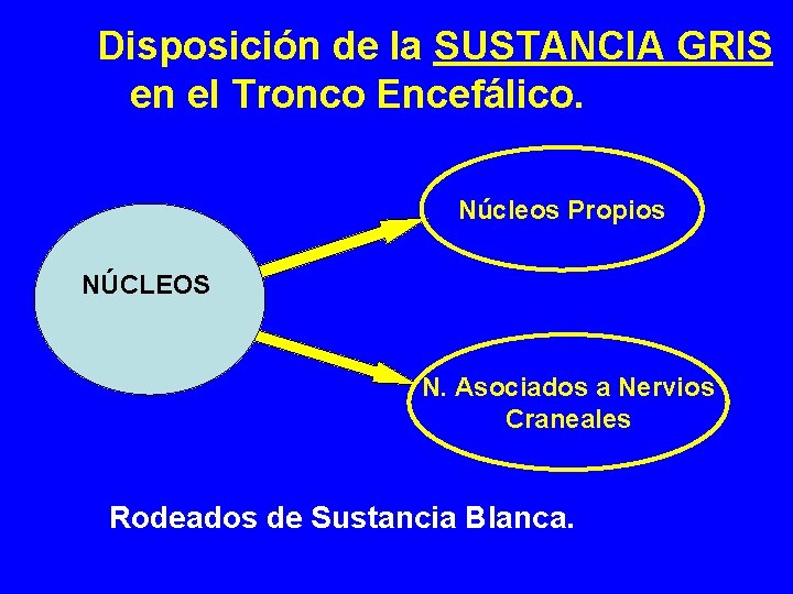 Disposición de la SUSTANCIA GRIS en el Tronco Encefálico. Núcleos Propios NÚCLEOS N. Asociados