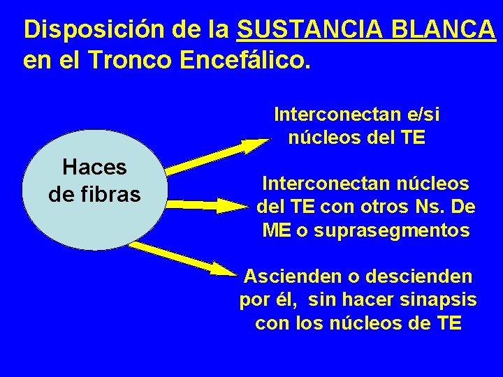 Disposición de la SUSTANCIA BLANCA en el Tronco Encefálico. Interconectan e/si núcleos del TE