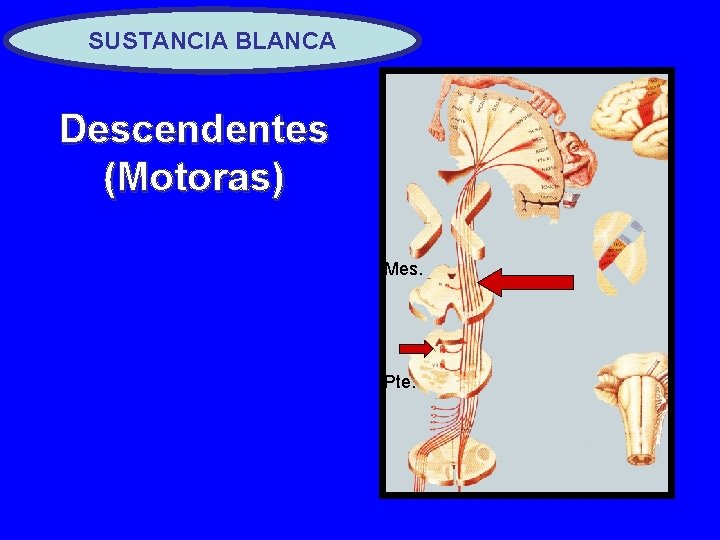 SUSTANCIA BLANCA Descendentes (Motoras) Mes. Pte. 