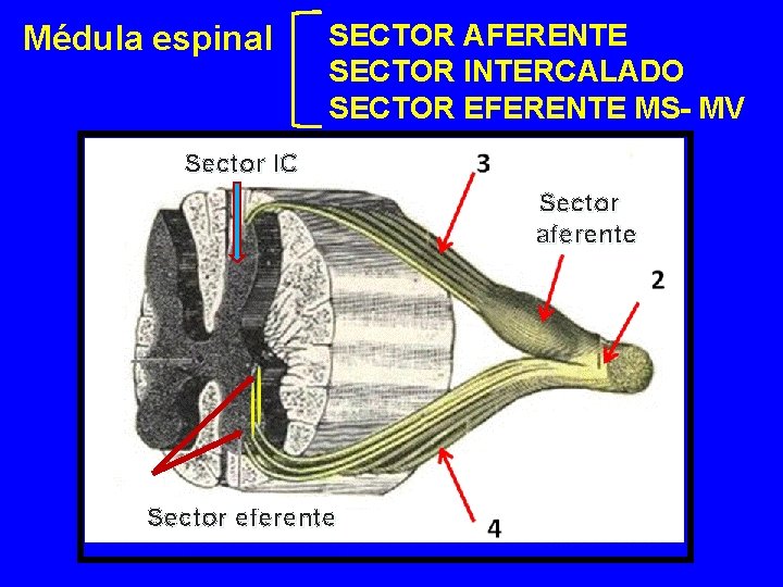 Médula espinal SECTOR AFERENTE SECTOR INTERCALADO SECTOR EFERENTE MS- MV Sector IC Sector aferente
