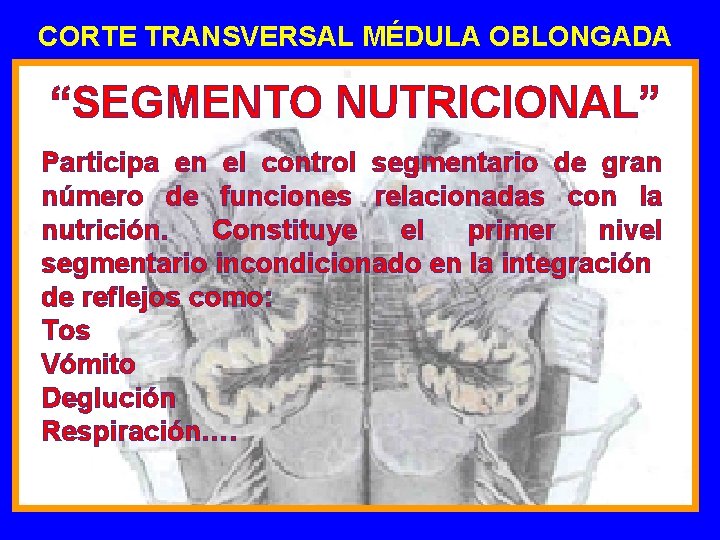 CORTE TRANSVERSAL MÉDULA OBLONGADA “SEGMENTO NUTRICIONAL” Participa en el control segmentario de gran número