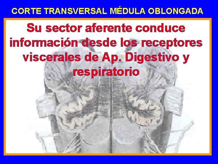 CORTE TRANSVERSAL MÉDULA OBLONGADA Su sector aferente conduce información desde los receptores viscerales de