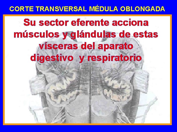 CORTE TRANSVERSAL MÉDULA OBLONGADA Su sector eferente acciona músculos y glándulas de estas vísceras