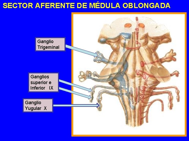 SECTOR AFERENTE DE MÉDULA OBLONGADA Ganglio Trigeminal Ganglios superior e Inferior IX Ganglio Yugular