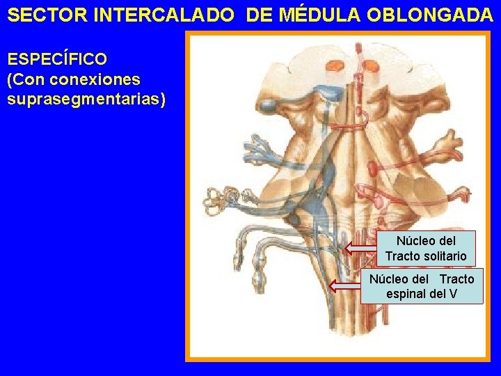 SECTOR INTERCALADO DE MÉDULA OBLONGADA ESPECÍFICO (Con conexiones suprasegmentarias) Núcleo del Tracto solitario Núcleo