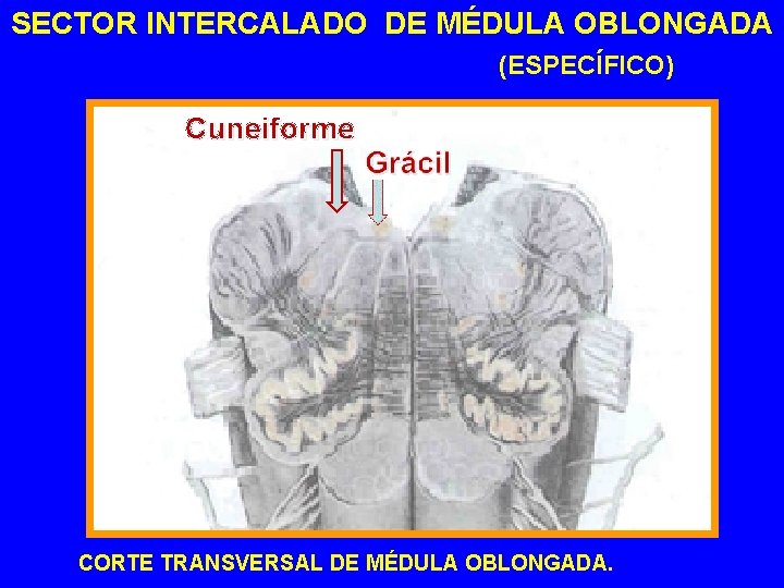 SECTOR INTERCALADO DE MÉDULA OBLONGADA (ESPECÍFICO) Cuneiforme CORTE TRANSVERSAL DE MÉDULA OBLONGADA. 