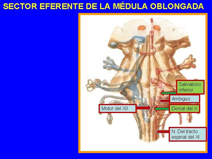 SECTOR EFERENTE DE LA MÉDULA OBLONGADA Salivatorio inferior. Ambiguo Motor del XII Dorsal del