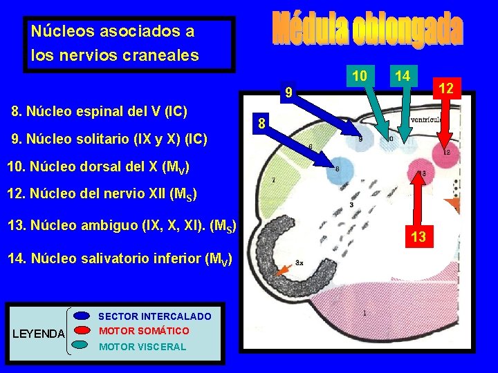 Núcleos asociados a los nervios craneales 10 14 12 9 8. Núcleo espinal del