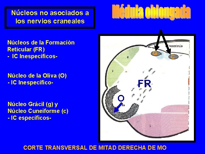 Núcleos no asociados a los nervios craneales Núcleos de la Formación Reticular (FR) -
