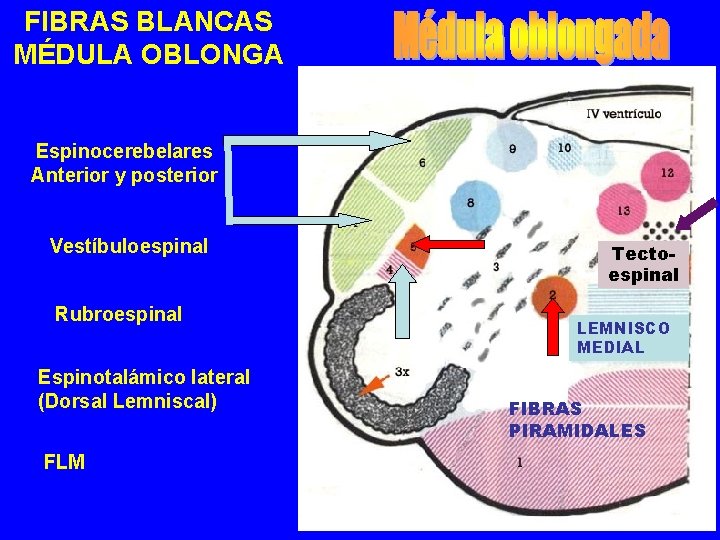 FIBRAS BLANCAS MÉDULA OBLONGA Espinocerebelares Anterior y posterior Vestíbuloespinal Rubroespinal Espinotalámico lateral (Dorsal Lemniscal)