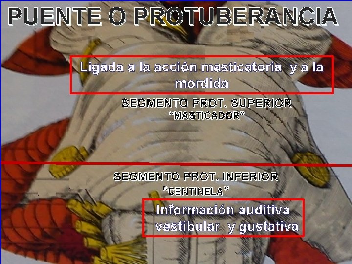 PUENTE O PROTUBERANCIA Ligada a la acción masticatoria y a la mordida SEGMENTO PROT.