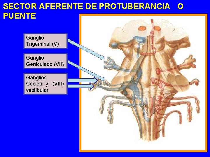 SECTOR AFERENTE DE PROTUBERANCIA O PUENTE Ganglio Trigeminal (V) Ganglio Geniculado (VII) Ganglios Coclear