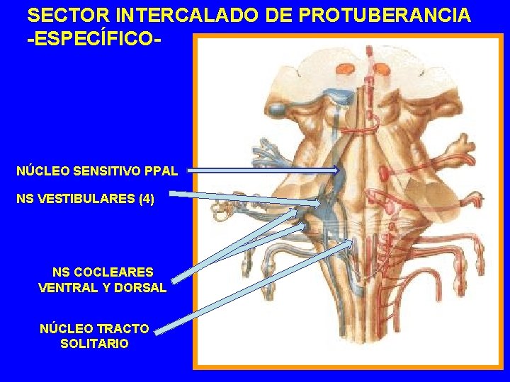 SECTOR INTERCALADO DE PROTUBERANCIA -ESPECÍFICO- NÚCLEO SENSITIVO PPAL NS VESTIBULARES (4) NS COCLEARES VENTRAL