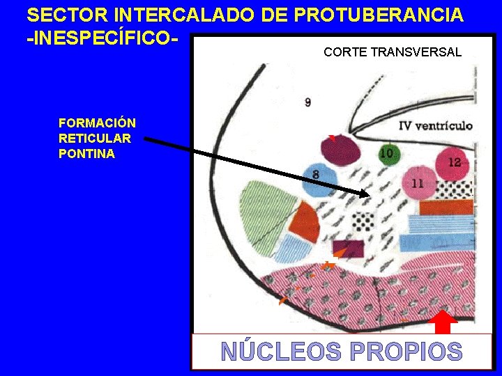 SECTOR INTERCALADO DE PROTUBERANCIA -INESPECÍFICOCORTE TRANSVERSAL FORMACIÓN RETICULAR PONTINA NÚCLEOS PROPIOS DEL PUENTE 