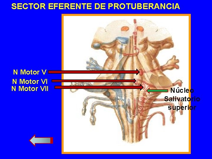 SECTOR EFERENTE DE PROTUBERANCIA N Motor VII Núcleo Salivatorio superior 