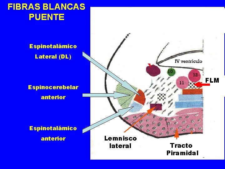 FIBRAS BLANCAS PUENTE Espinotalámico Lateral (DL) FLM Espinocerebelar anterior Espinotalámico anterior Lemnisco lateral Tracto