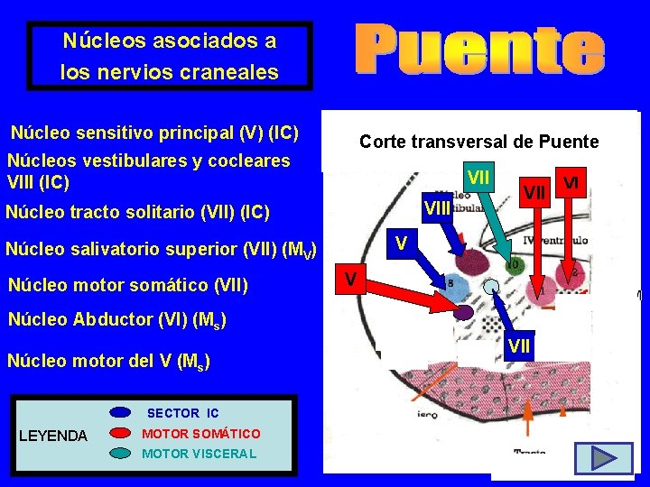 Núcleos asociados a los nervios craneales Núcleo sensitivo principal (V) (IC) Corte transversal de