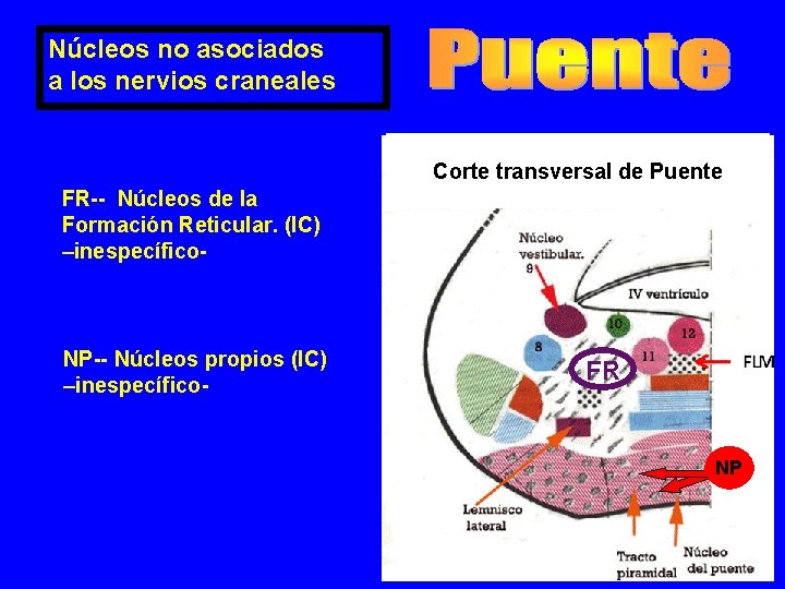 Núcleos no asociados a los nervios craneales Corte transversal de Puente FR-- Núcleos de Núcleos no asociados a los nervios craneales Corte transversal de Puente FR-- Núcleos de