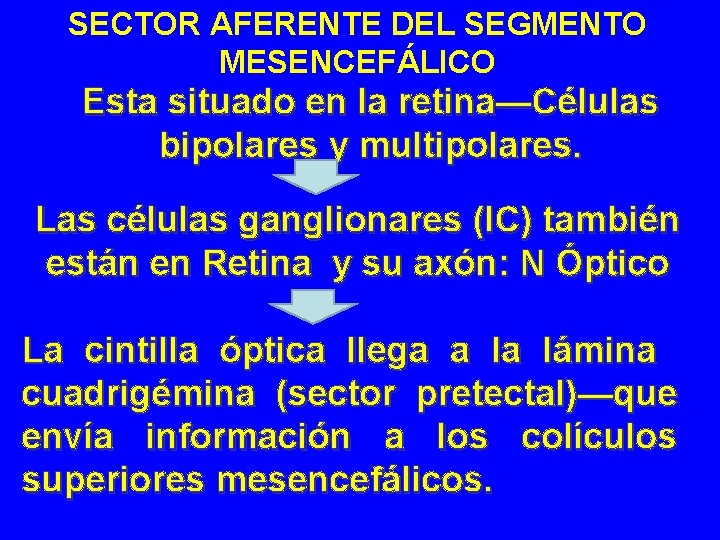 SECTOR AFERENTE DEL SEGMENTO MESENCEFÁLICO Esta situado en la retina—Células bipolares y multipolares. Las