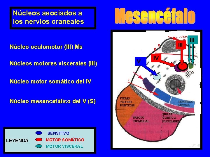 Núcleos asociados a los nervios craneales III Núcleo oculomotor (III) Ms Núcleos motores viscerales