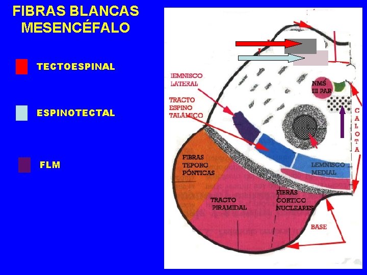 FIBRAS BLANCAS MESENCÉFALO TECTOESPINAL ESPINOTECTAL FLM 