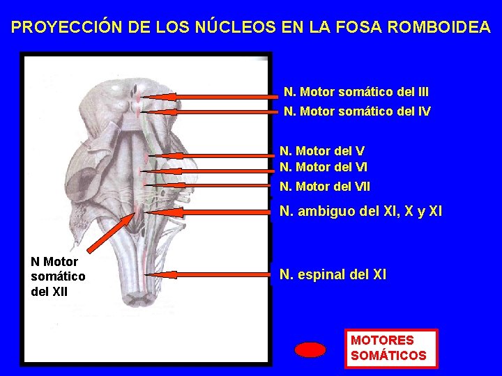 PROYECCIÓN DE LOS NÚCLEOS EN LA FOSA ROMBOIDEA N. Motor somático del III N.