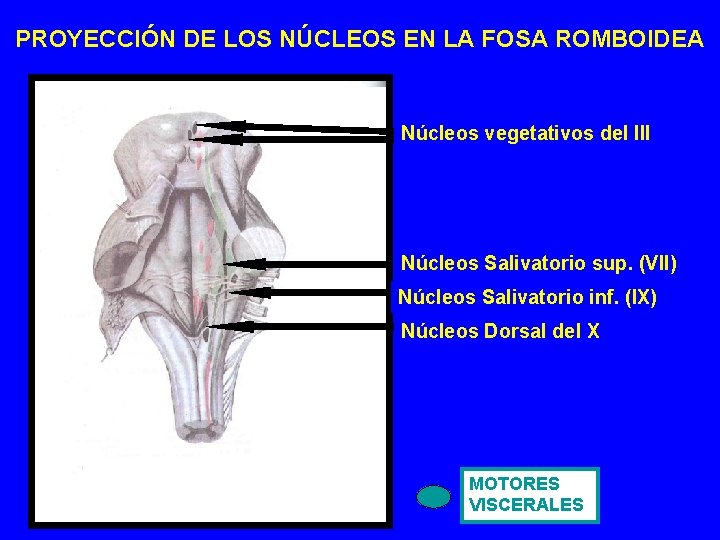 PROYECCIÓN DE LOS NÚCLEOS EN LA FOSA ROMBOIDEA Núcleos vegetativos del III Núcleos Salivatorio