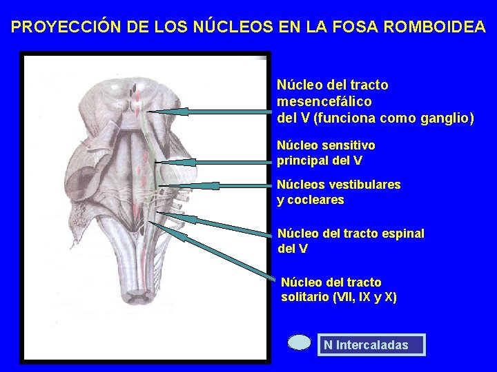 PROYECCIÓN DE LOS NÚCLEOS EN LA FOSA ROMBOIDEA Núcleo del tracto mesencefálico del V