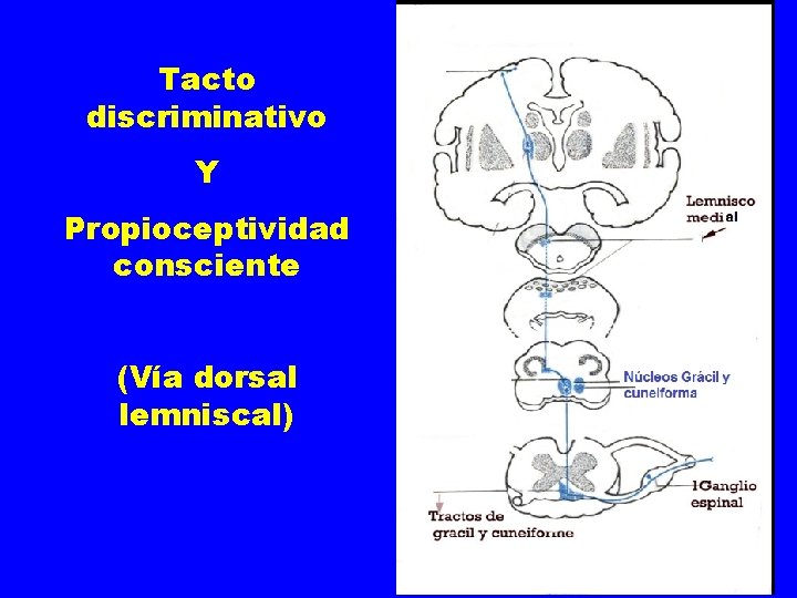 Tacto discriminativo Y Propioceptividad consciente (Vía dorsal lemniscal) l 