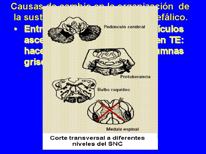 Causas de cambio en la organización de la sustancia gris del Tronco Encefálico. •