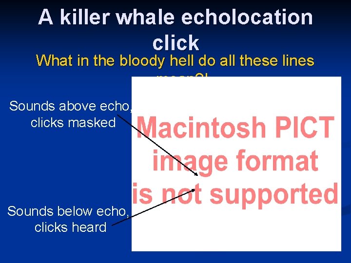 A killer whale echolocation click What in the bloody hell do all these lines