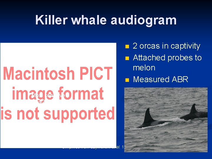 Killer whale audiogram n n n Most sensitive 18 -42 k. Hz Simplified from