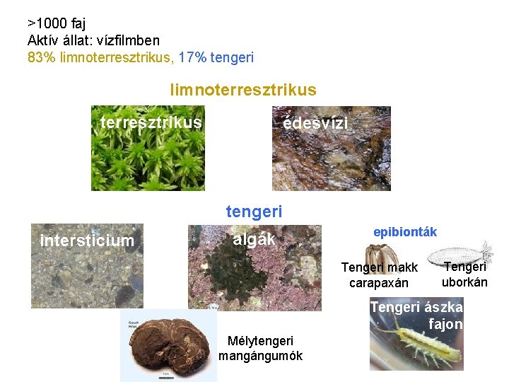 >1000 faj Aktív állat: vízfilmben 83% limnoterresztrikus, 17% tengeri limnoterresztrikus édesvízi tengeri intersticium algák