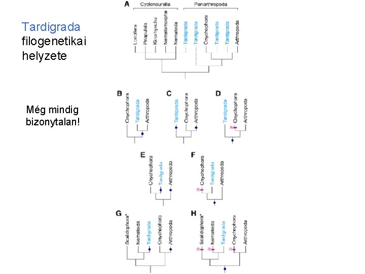 Tardigrada filogenetikai helyzete Még mindig bizonytalan! 