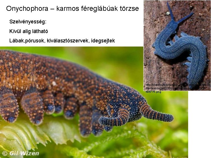 Onychophora – karmos féreglábúak törzse Szelvényesség: Kívül alig látható Lábak, pórusok, kiválasztószervek, idegsejtek http: