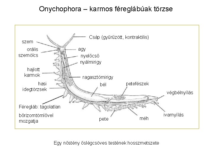 Onychophora – karmos féreglábúak törzse Csáp (gyűrűzött, kontraktilis) szem agy nyelőcső nyálmirigy orális szemölcs