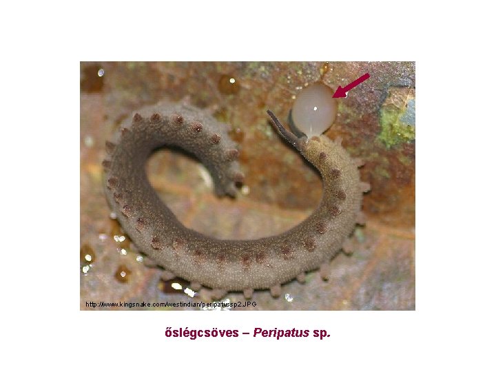 http: //www. kingsnake. com/westindian/peripatussp 2. JPG őslégcsöves – Peripatus sp. 