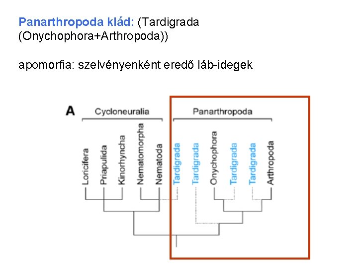 Panarthropoda klád: (Tardigrada (Onychophora+Arthropoda)) apomorfia: szelvényenként eredő láb-idegek 