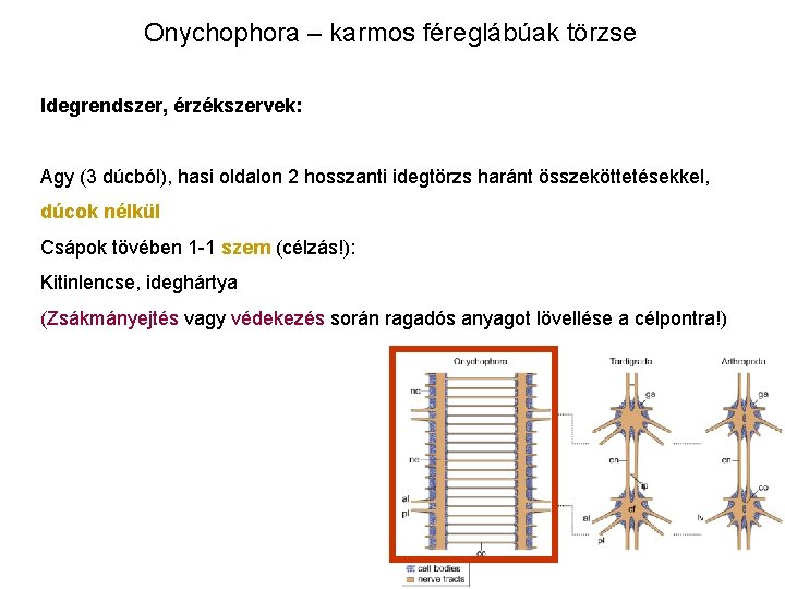 Onychophora – karmos féreglábúak törzse Idegrendszer, érzékszervek: Agy (3 dúcból), hasi oldalon 2 hosszanti