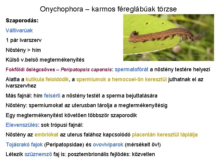 Onychophora – karmos féreglábúak törzse Szaporodás: Váltivarúak 1 pár ivarszerv Nőstény > hím Külső