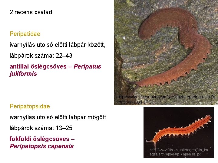 2 recens család: Peripatidae ivarnyílás: utolsó előtti lábpár között, lábpárok száma: 22– 43 antillai