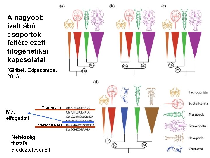 A nagyobb ízeltlábú csoportok feltételezett filogenetikai kapcsolatai (Giribet, Edgecombe, 2013) Ma: elfogadott! Tracheata Myriochelata