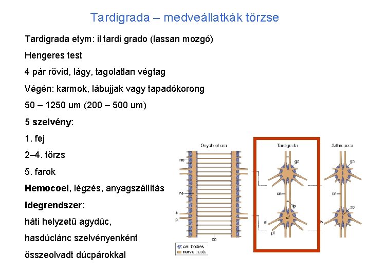 Tardigrada – medveállatkák törzse Tardigrada etym: il tardi grado (lassan mozgó) Hengeres test 4