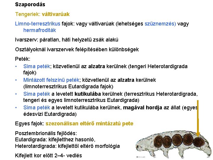 Szaporodás Tengeriek: váltivarúak Limno-terresztrikus fajok: vagy váltivarúak (lehetséges szűznemzés) vagy hermafroditák Ivarszerv: páratlan, háti