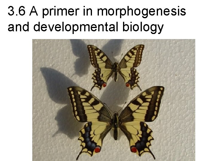 3. 6 A primer in morphogenesis and developmental biology 