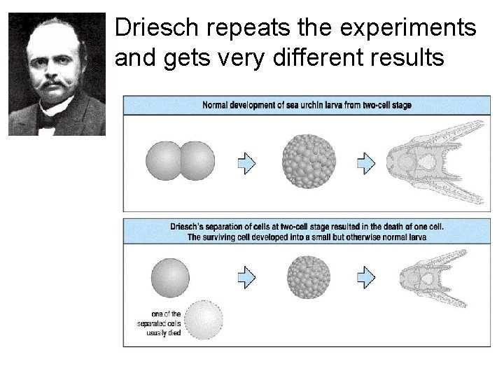 Driesch repeats the experiments and gets very different results 