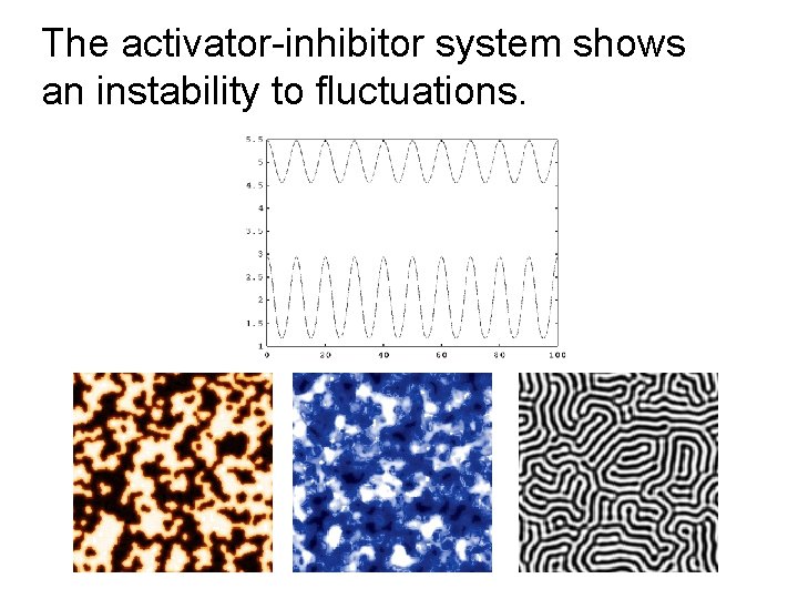 The activator-inhibitor system shows an instability to fluctuations. 